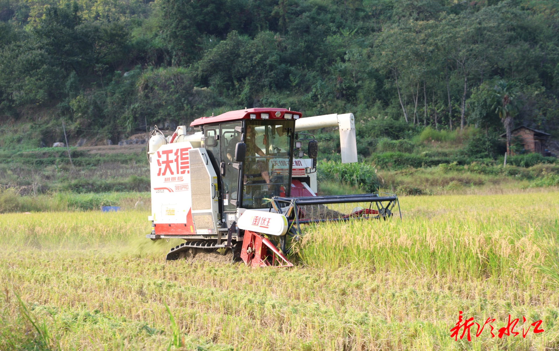 畜农视线 | 三尖镇：晚稻收割过半  机械化助力秋粮丰收