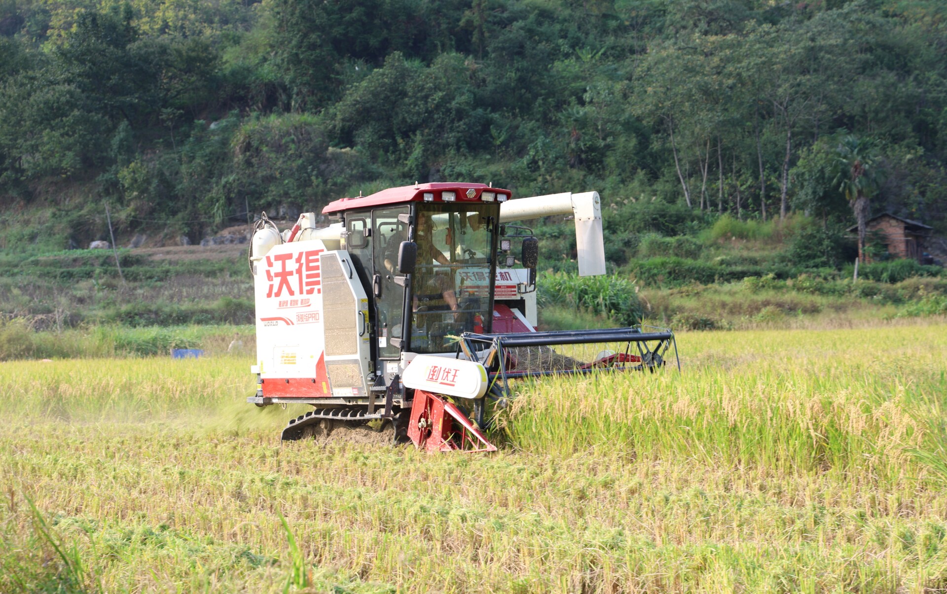 畜农视线 | 冷水江市三尖镇:晚稻收割过半  机械化助力秋粮丰收