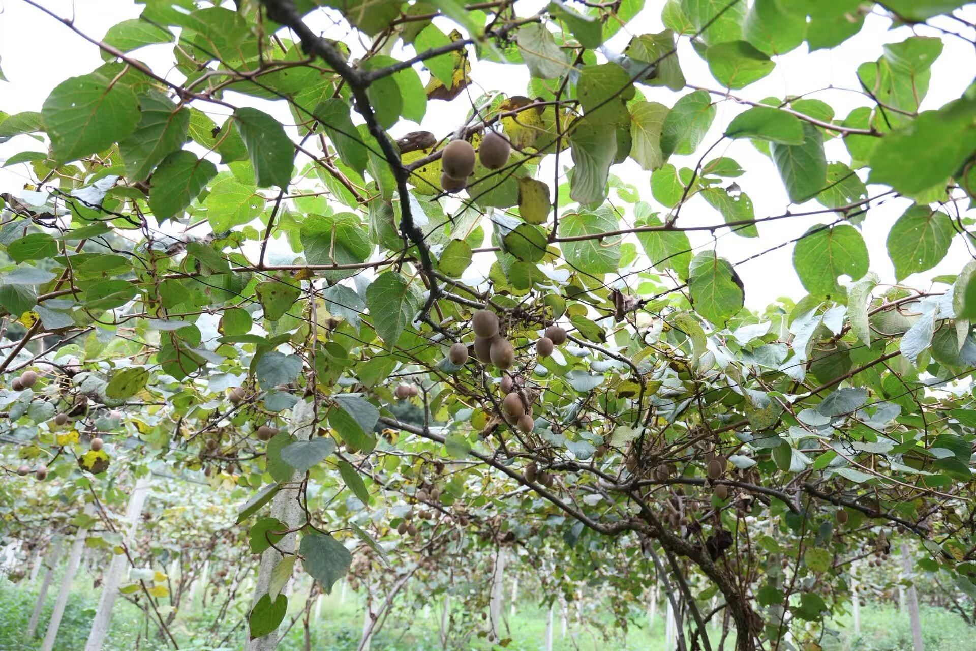 瓜果飘香 | 金秋丰收季 “桃”醉利民村