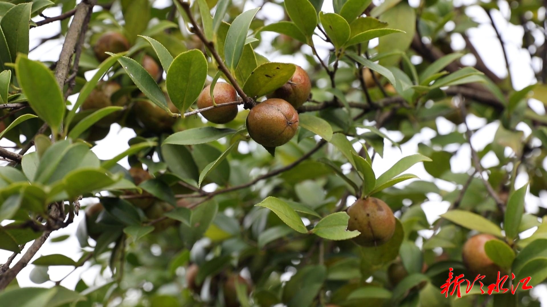 丰收进行时 | 我市1.3万亩油茶林进入采摘期