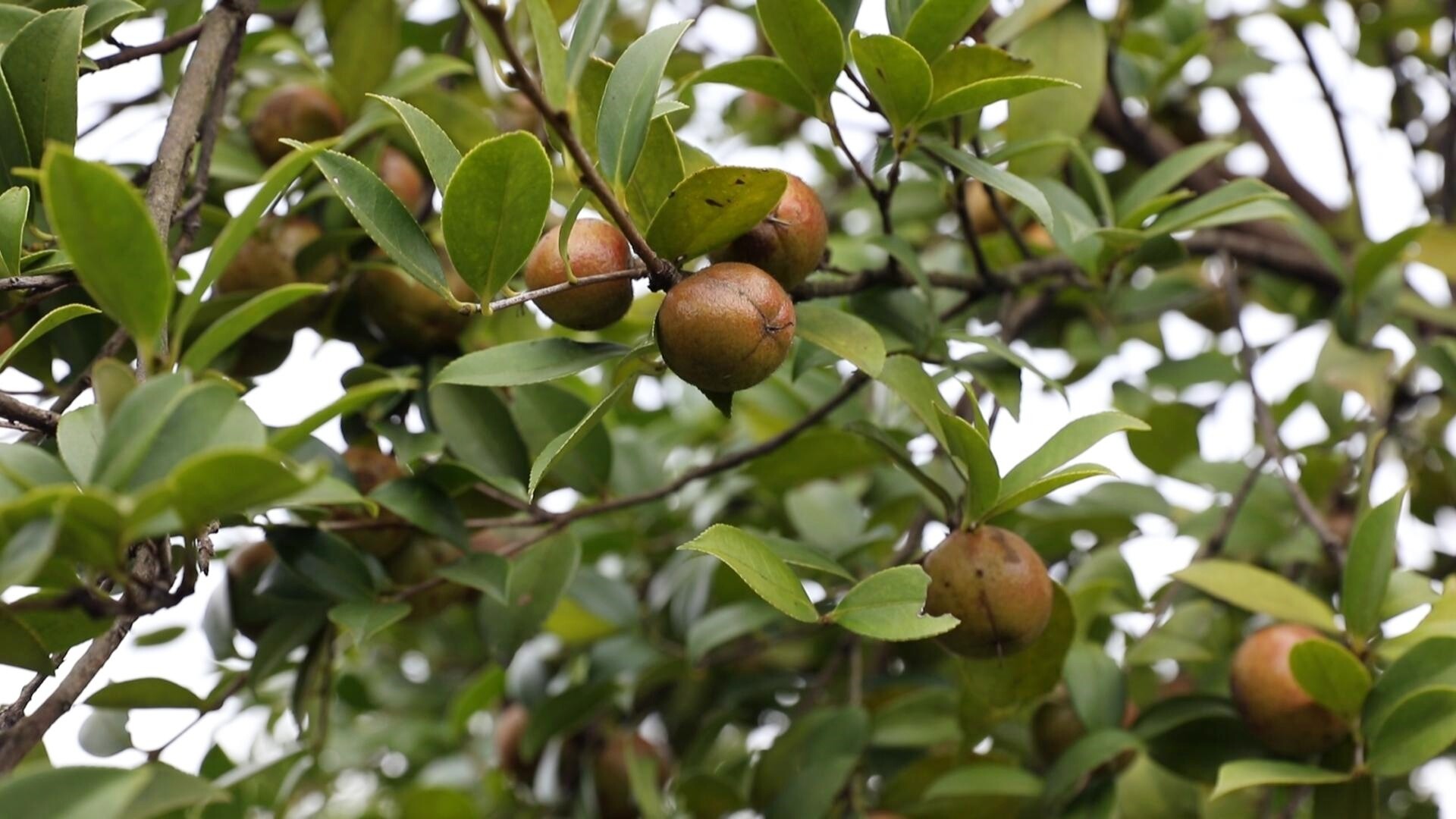 丰收进行时 | 冷水江市1.3万亩油茶林进入采摘期