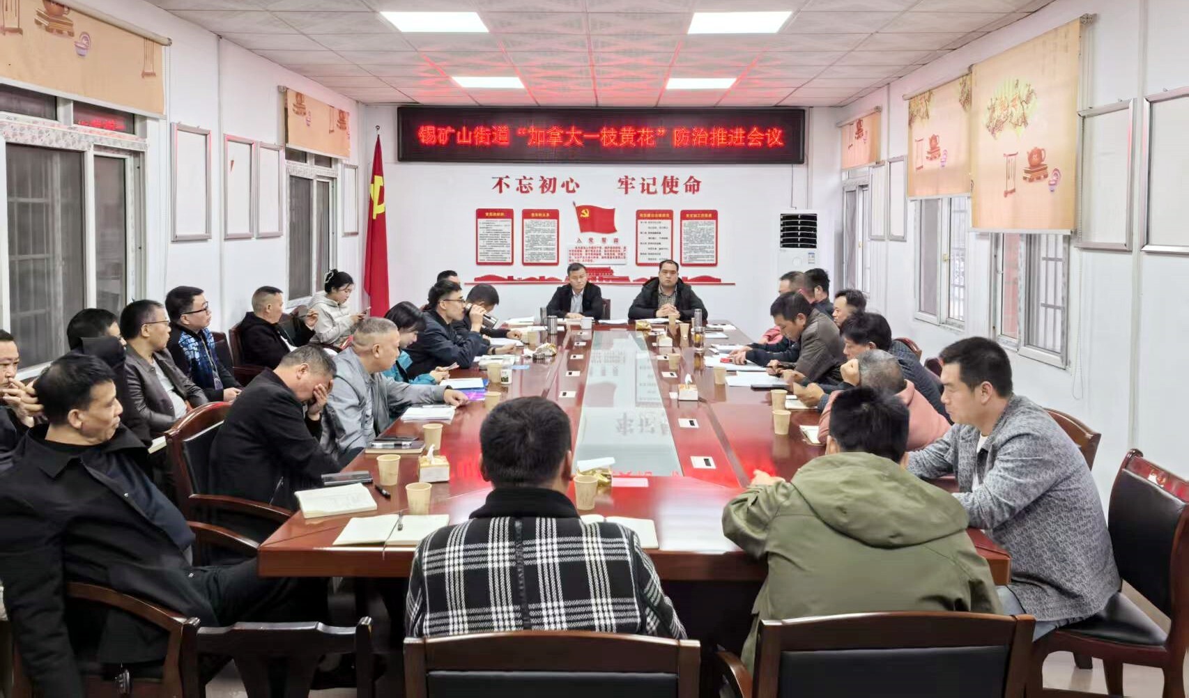 守护生态安全！锡矿山街道重拳整治“加拿大一枝黄花”