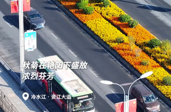 大美锑都丨秋菊绽放 浓烈芬芳