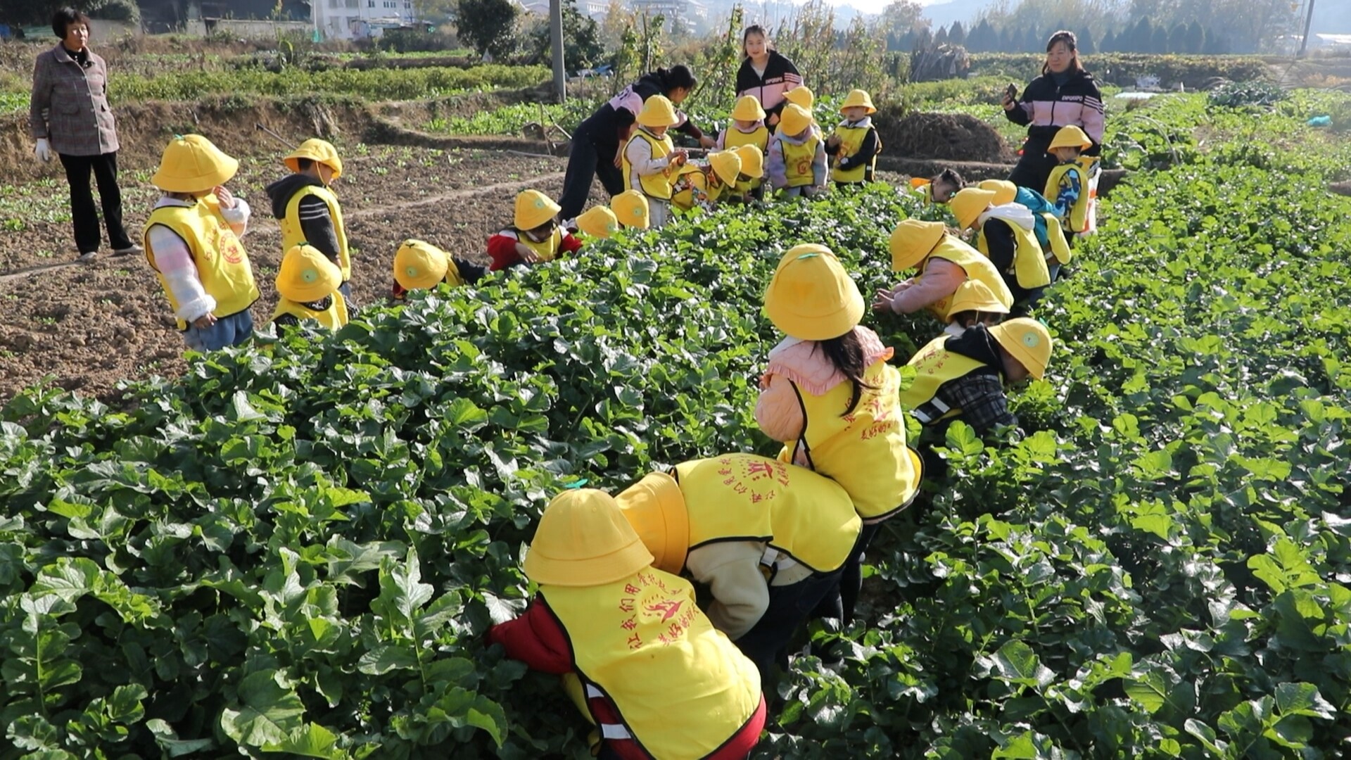 红日岭幼儿园：户外采摘乐翻天