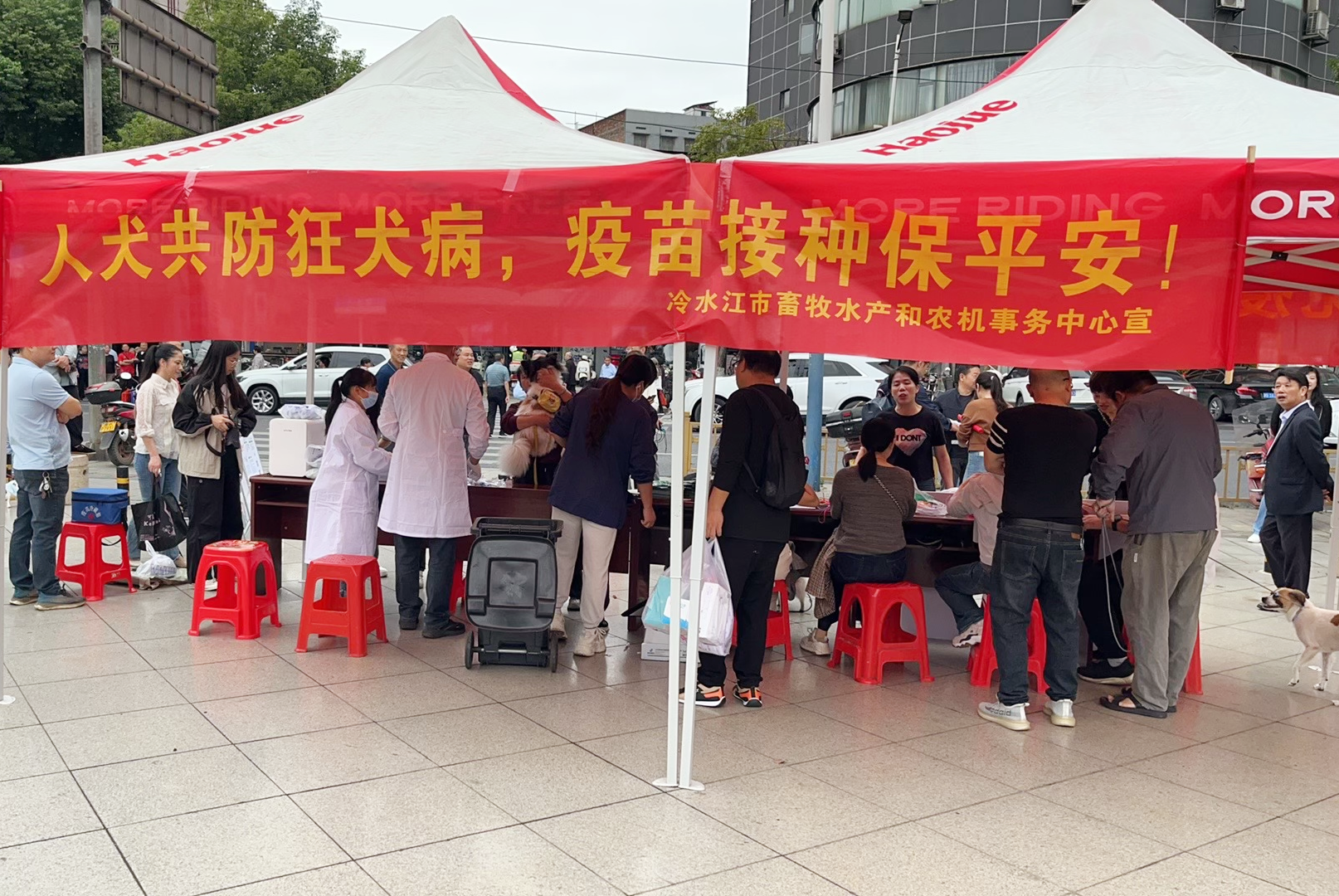 冷水江市2025年犬只狂犬病免疫试点工作取得阶段性成果