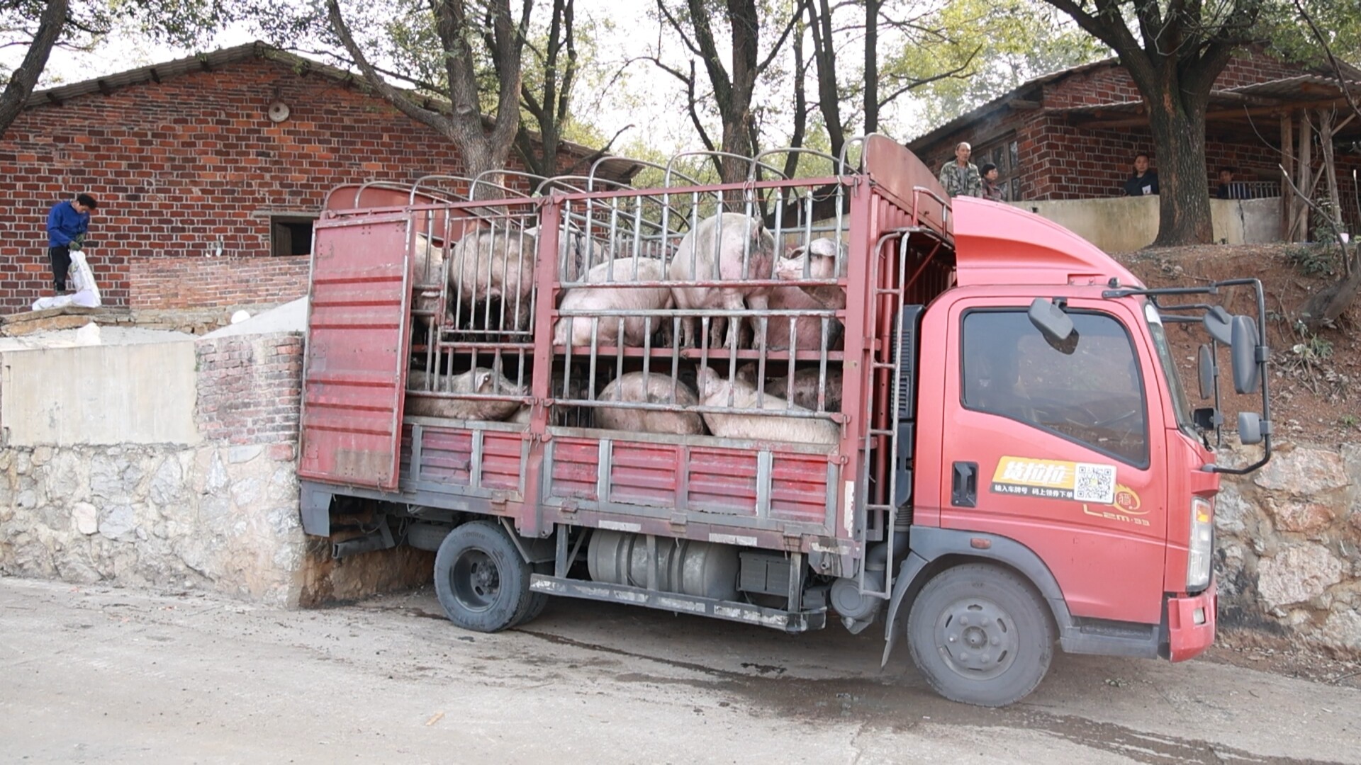 从养殖场到餐桌：一头猪的“安全之旅”