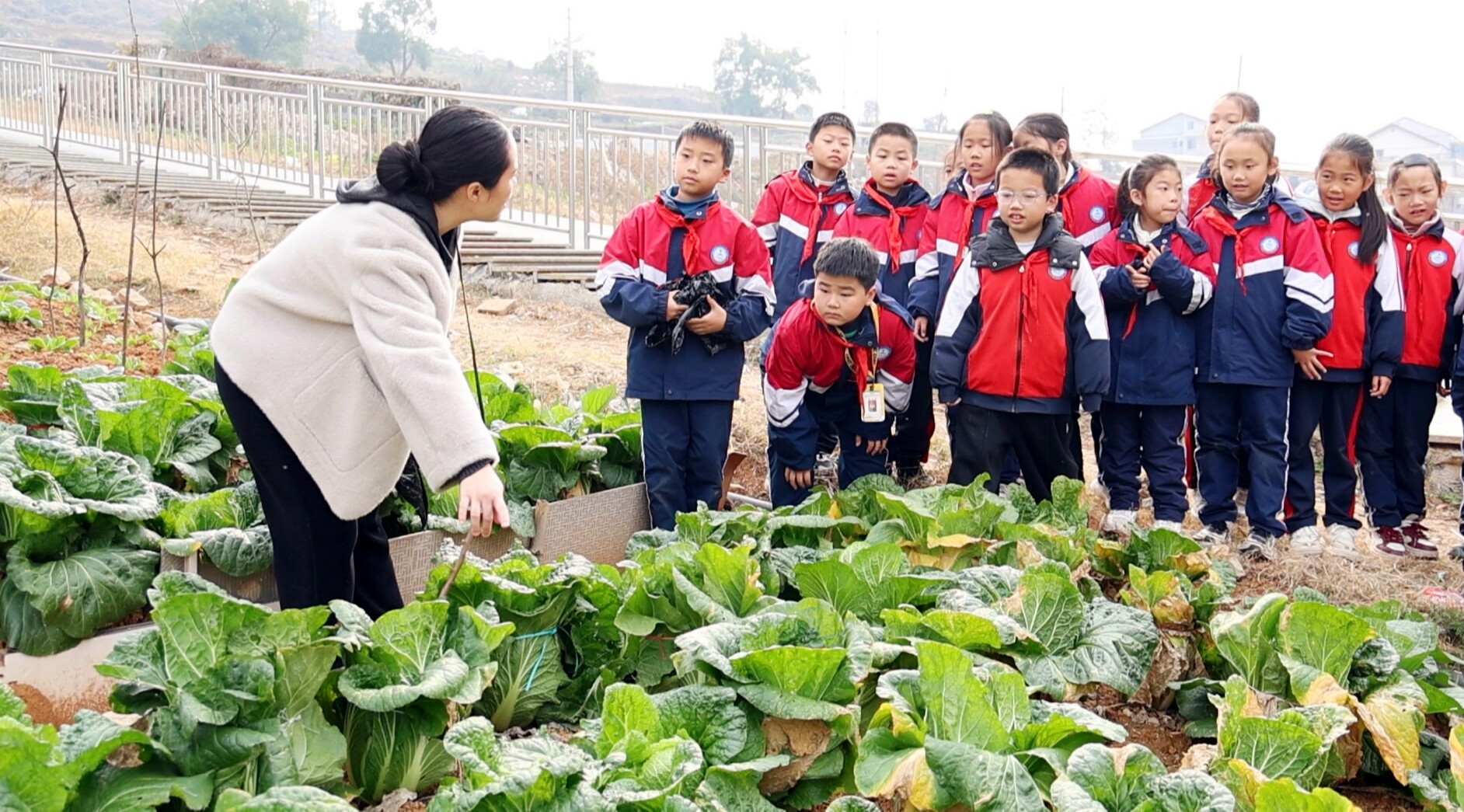 红日金月湾学校：七彩小菜园 成长大课堂