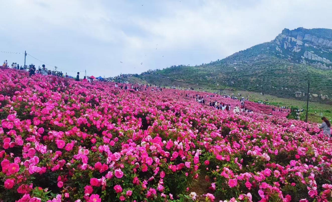 锡约花期·艺绽玫香——锡矿山玫瑰艺术季圆满落幕，吸引近三十万名市民共赴春日之约