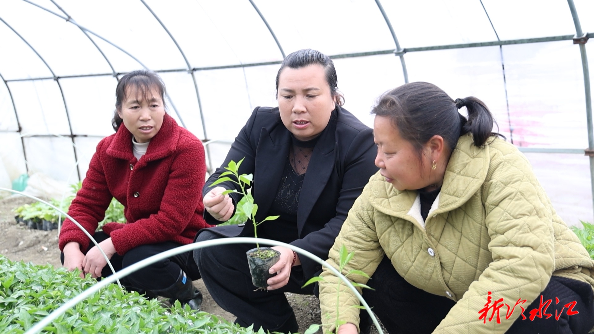 代表回基层：两会精神润乡野 辣椒映红致富路