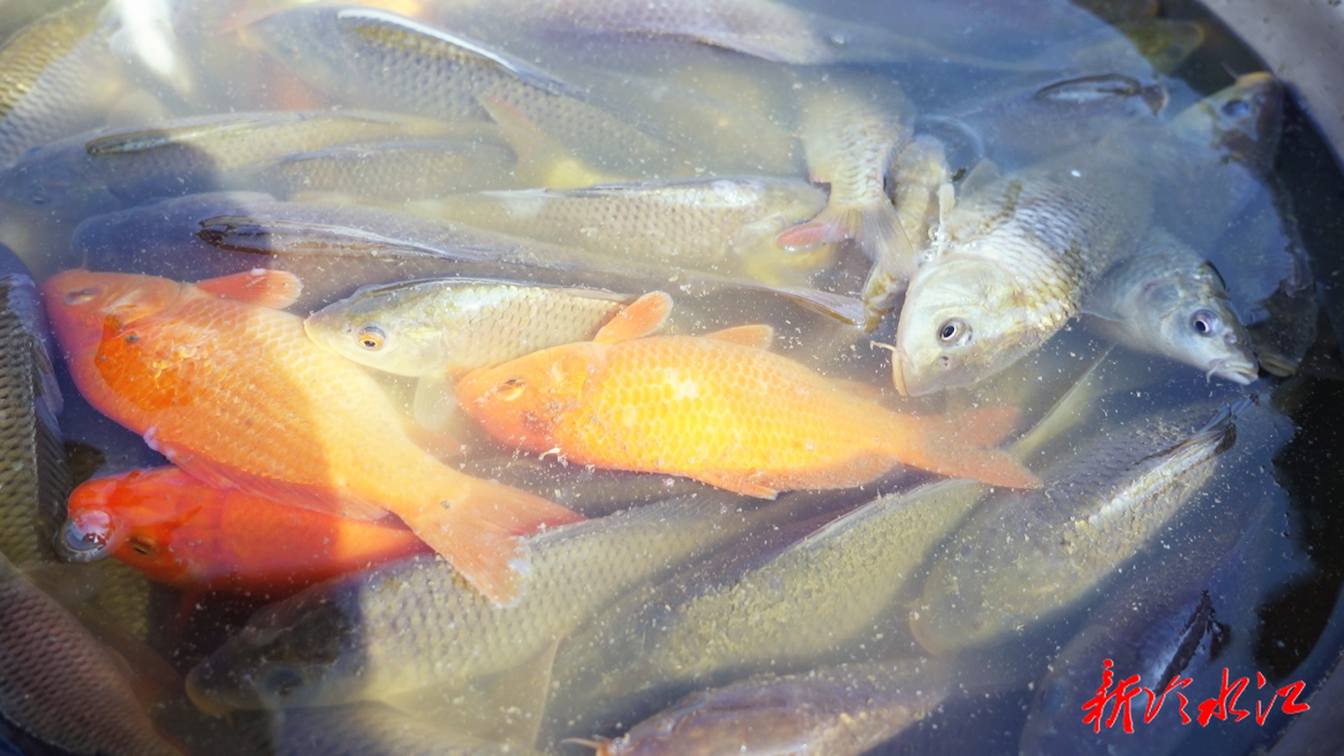 新春走基层 | 中连乡青云村：塘里捞“年味” 鱼肥情更浓