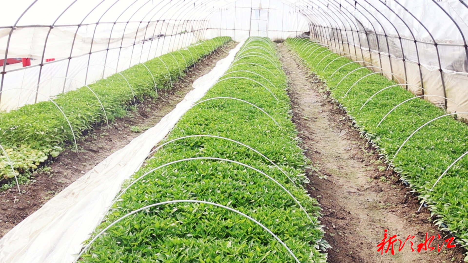 人勤春来早 实干开新局 | 泗元农场：春来人勤 田间农事忙