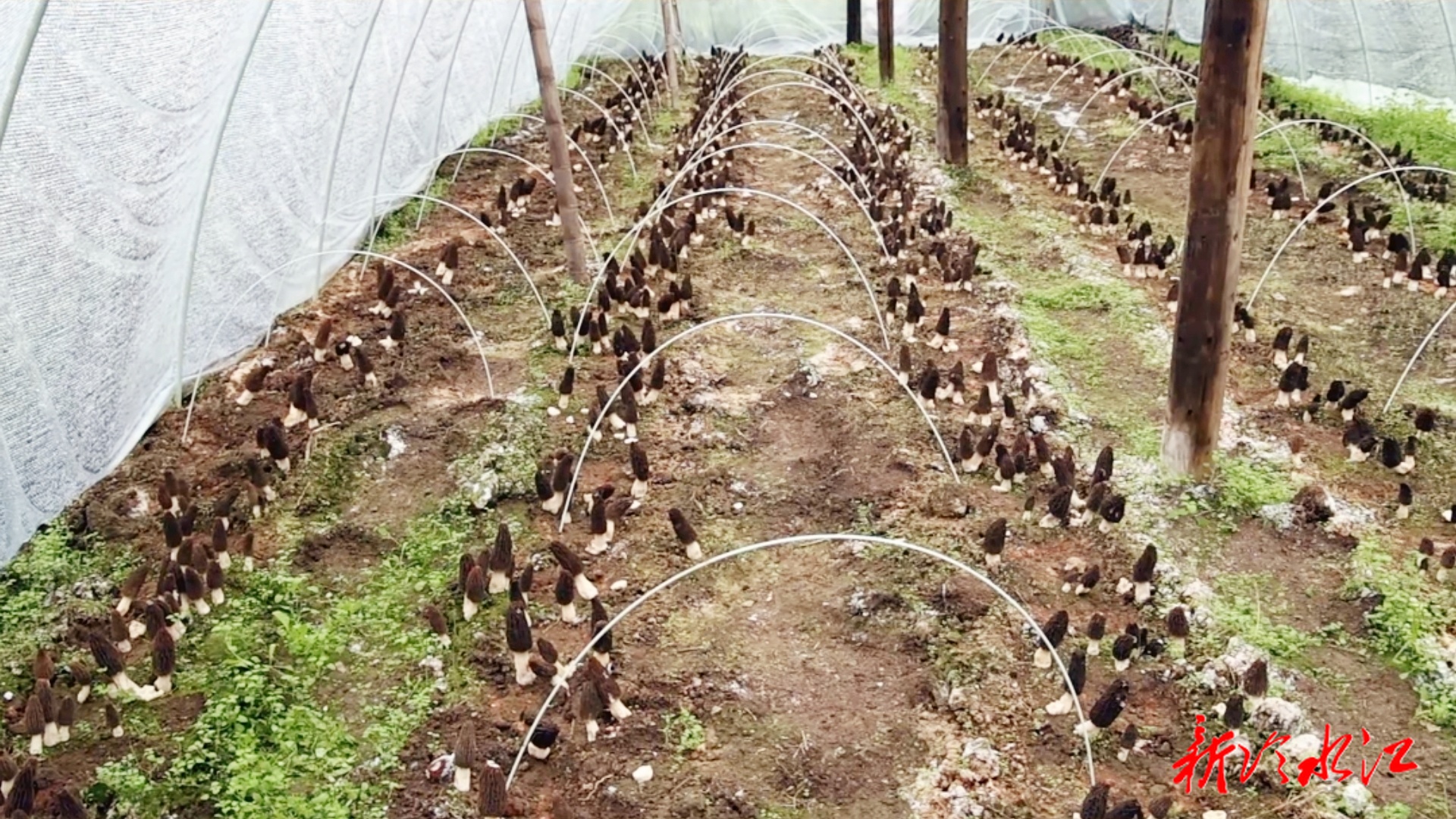 人勤春来早 实干开新局 | 渣渡镇和平村：羊肚菌迎来丰收季