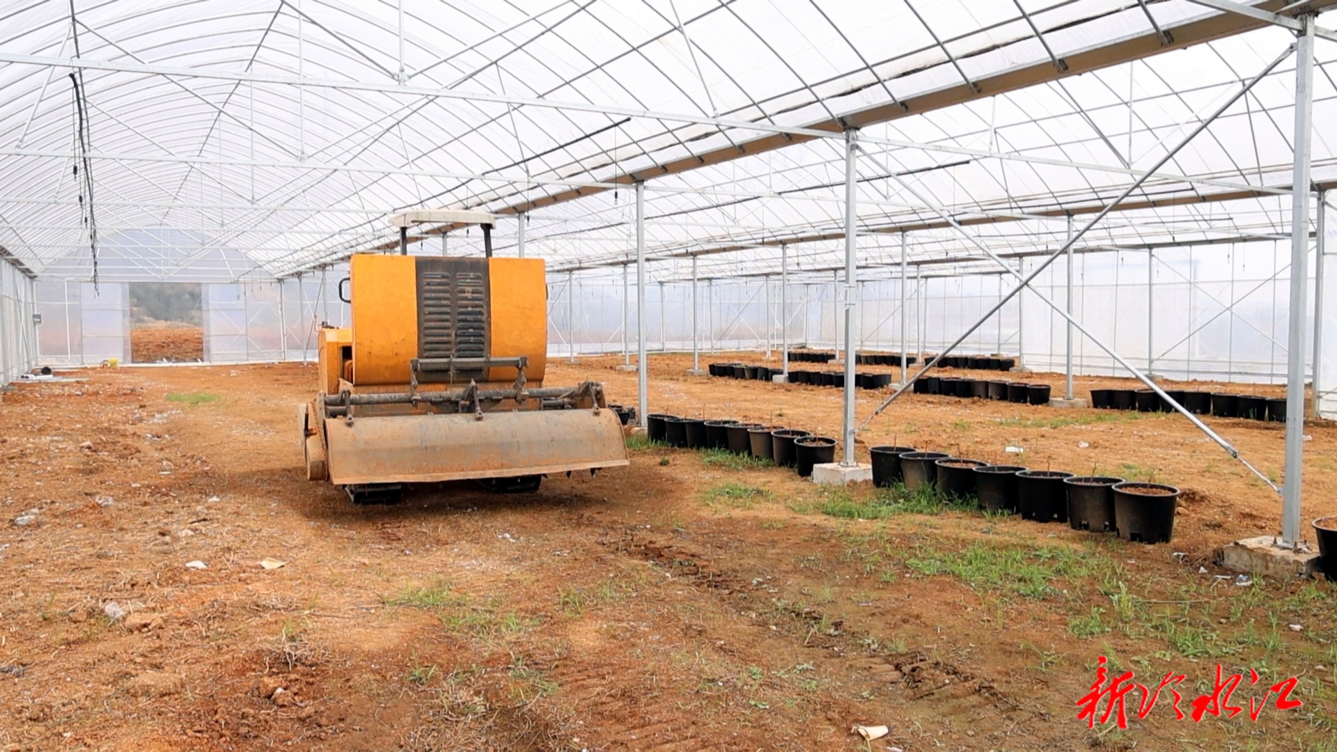 畜农视线 | 冷水江：手机成“新农具” 育秧跑出“加速度”