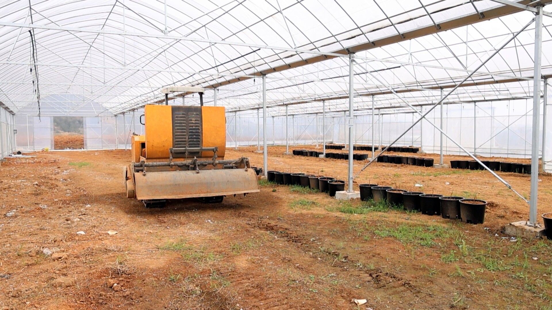 畜农视线 | 冷水江：手机成“新农具” 育秧跑出“加速度”