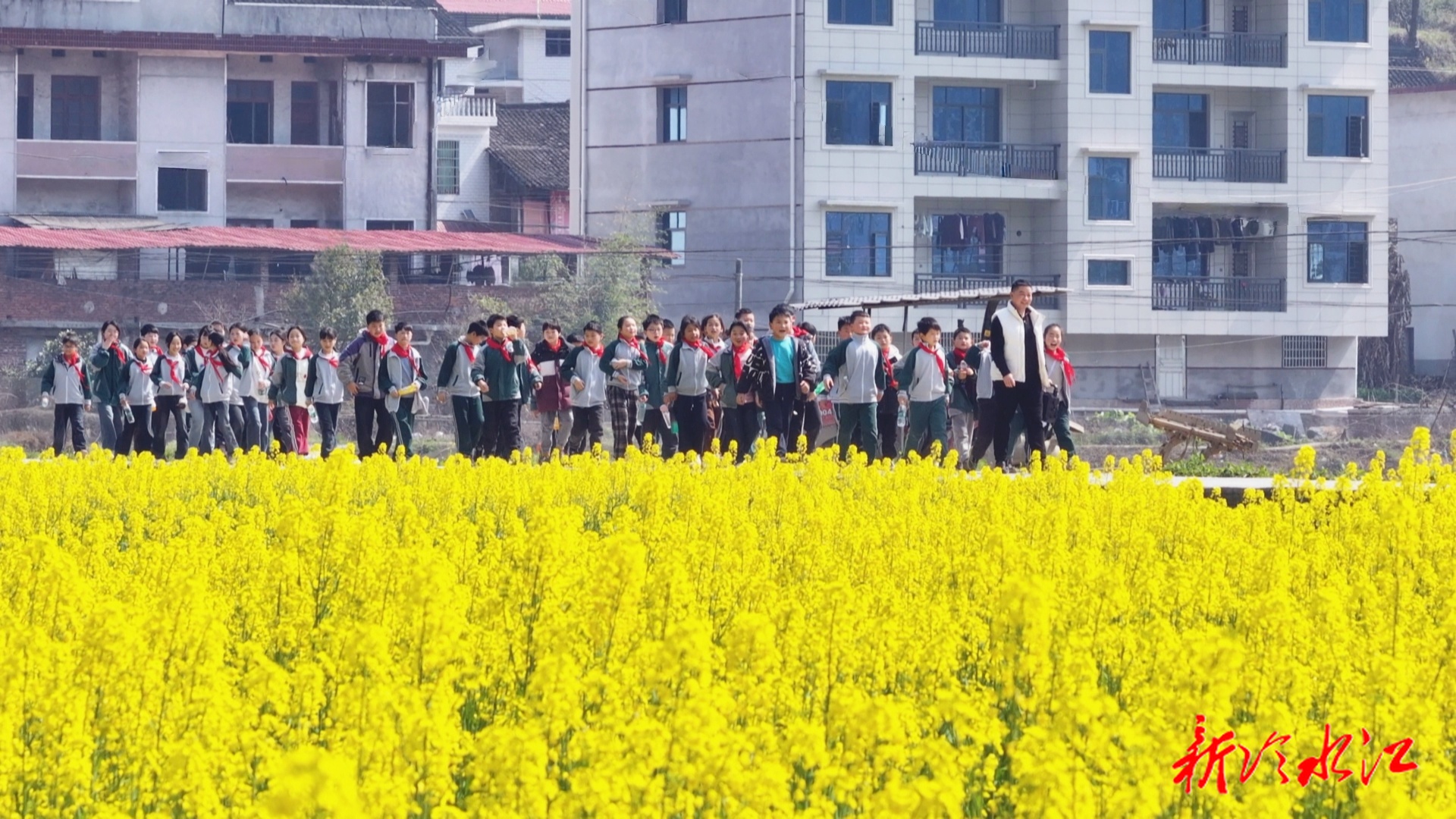 油菜花海里的“春天课堂”