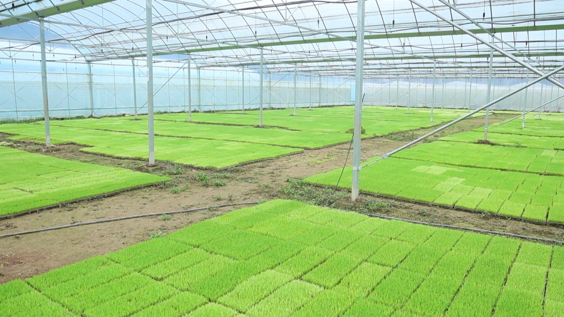 禾青镇：春耕护航忙  沃野焕新机