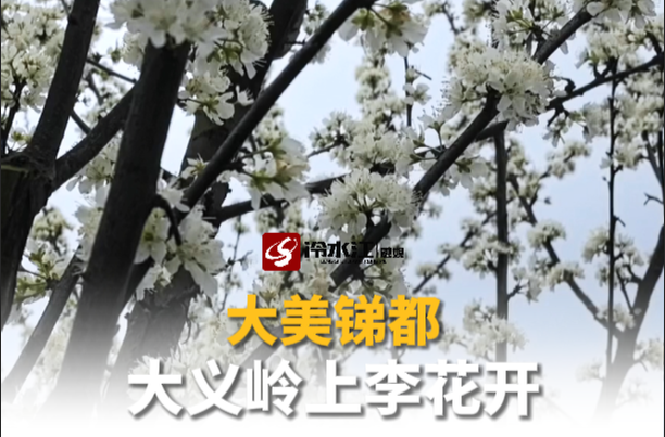 大美锑都 | 大义岭上李花开