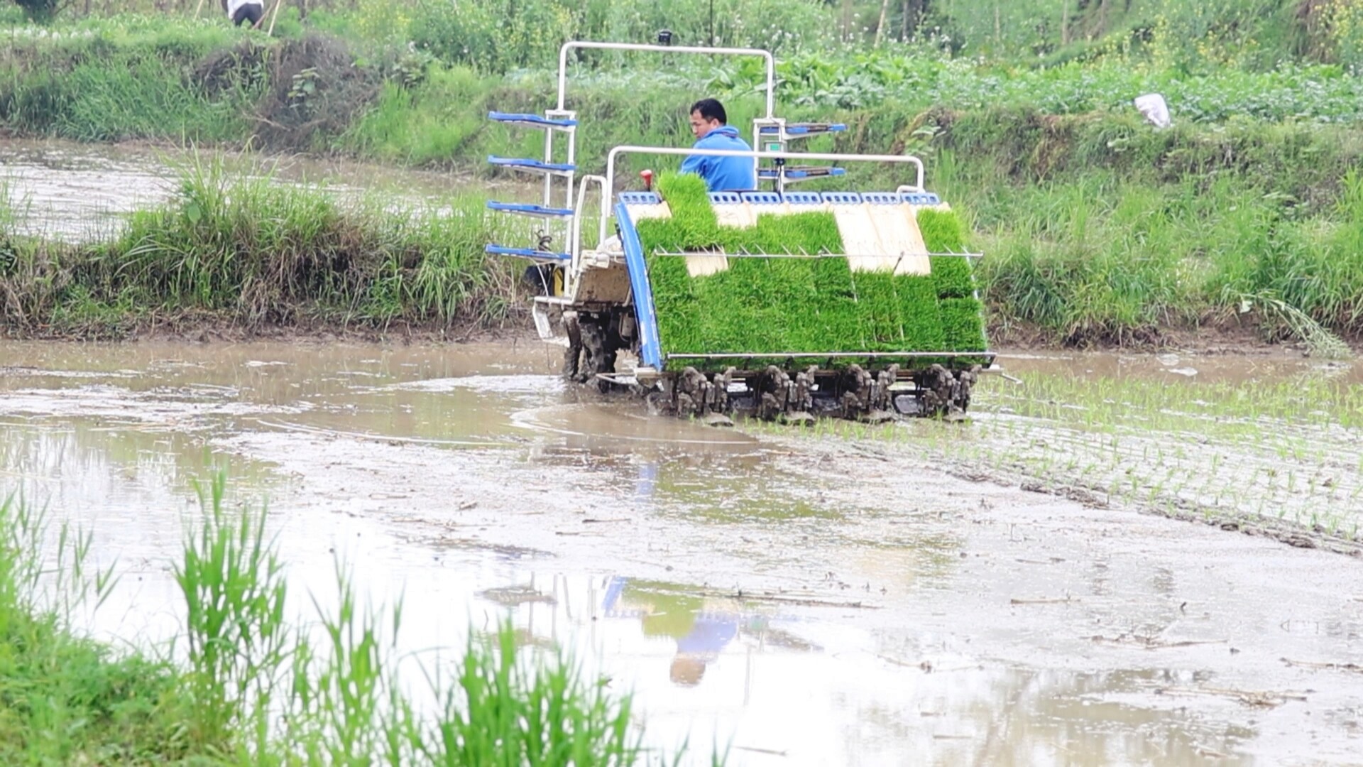 畜农视线丨早稻插秧正当时 农机安全护春耕