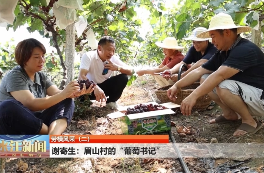劳模风采（二）  谢寄生：眉山村的“葡萄书记”