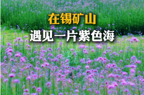 【大美锑都】在锡矿山，遇见一片紫色海（冷水江融媒|摄影：陆波）