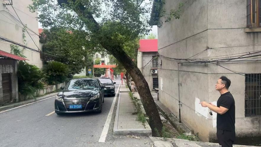 冷水江市沙塘湾街道政协委员工作室：牵头消除冷碱社区危树险情
