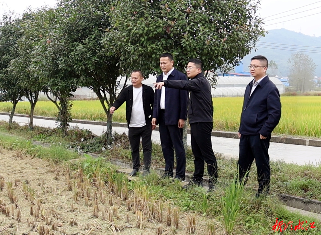 唐正调研晚稻收割和秸秆综合利用工作