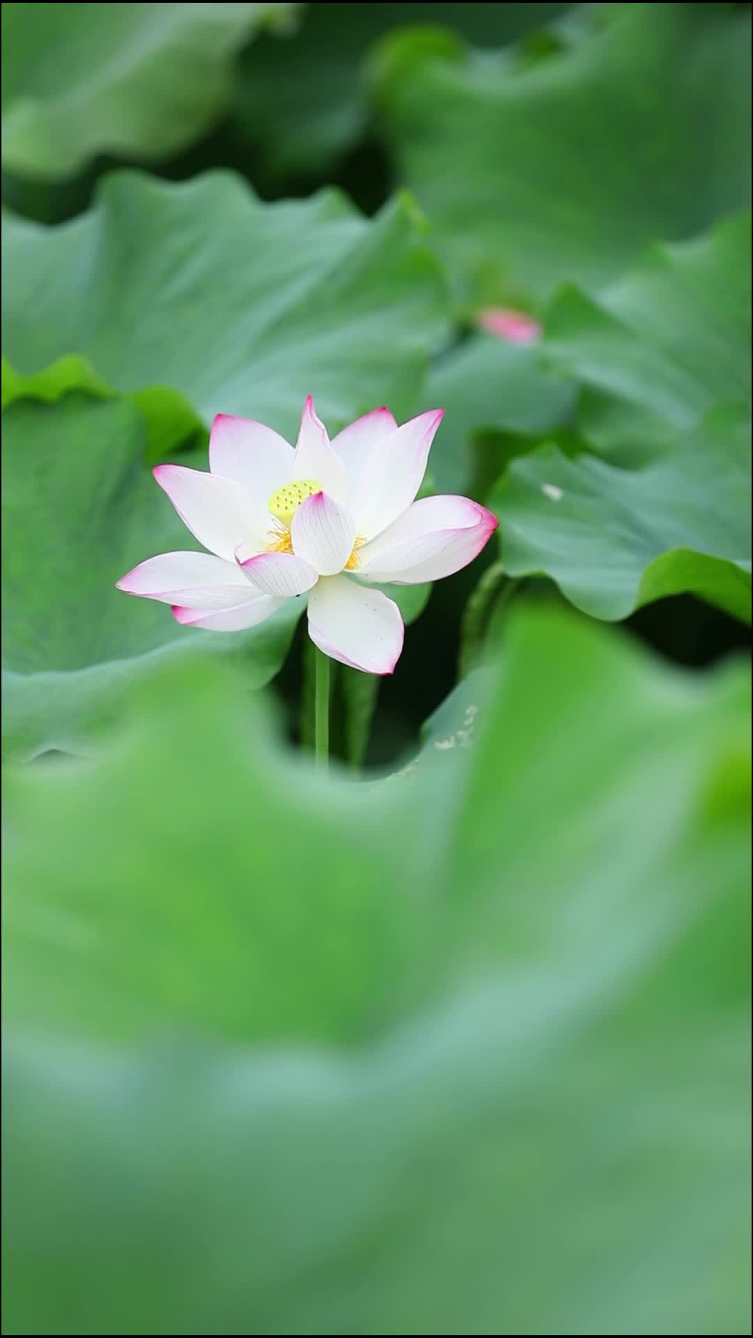 文化中國(guó)行 | 二十四節(jié)氣之夏至 蟬始鳴， 半夏生。愿生如夏花，一 路芬芳，不負(fù)韶華。