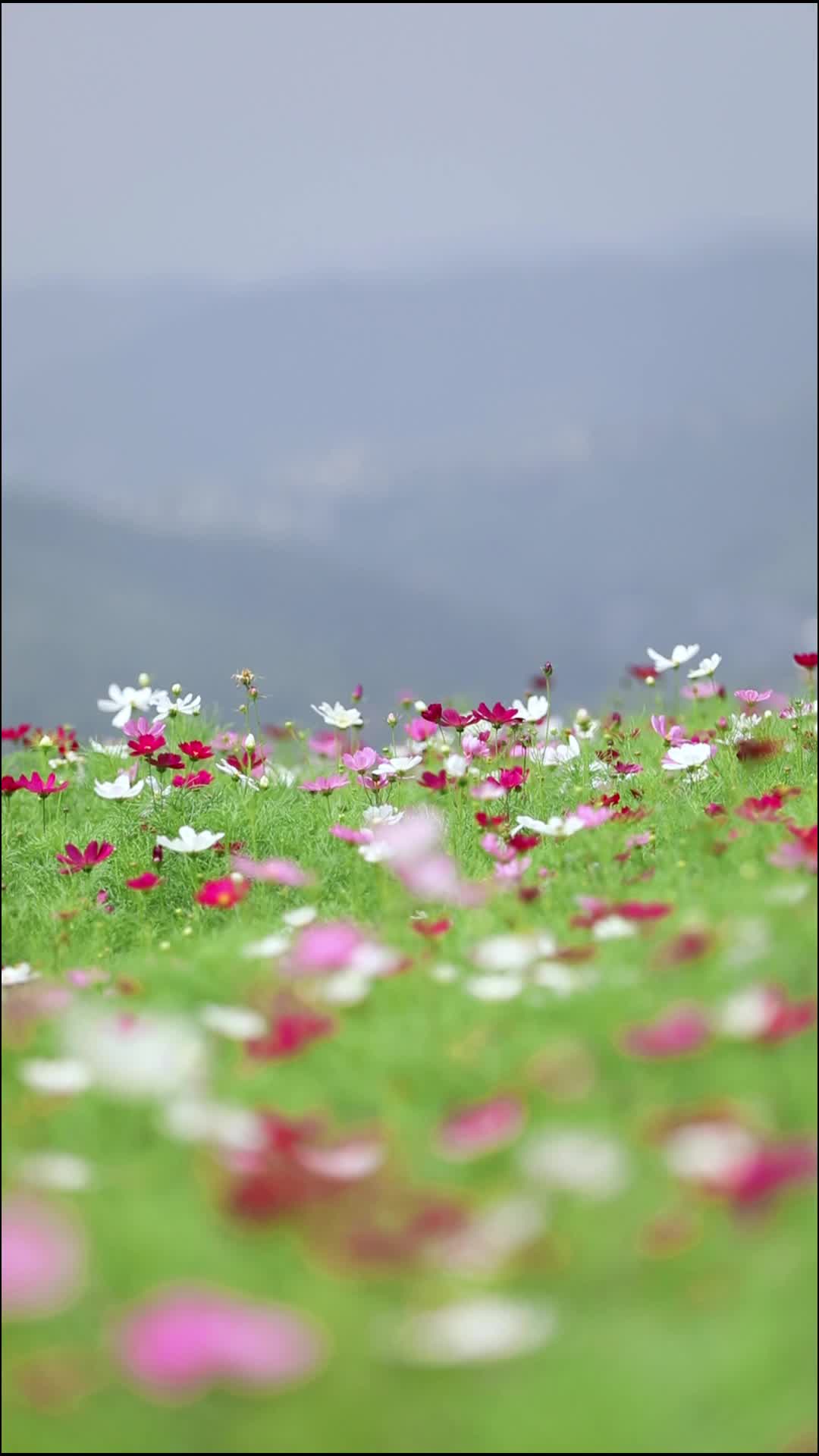 文化中國行 | 二十四節(jié)氣之大暑 盛夏始 萬物長 愿你如夏，極盡豐盈！