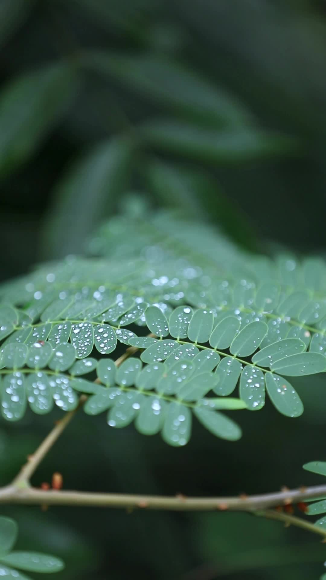 文化中國行 | 二十四節(jié)氣之今日寒露，秋深露濃； 寒意盛，愿君多珍重。