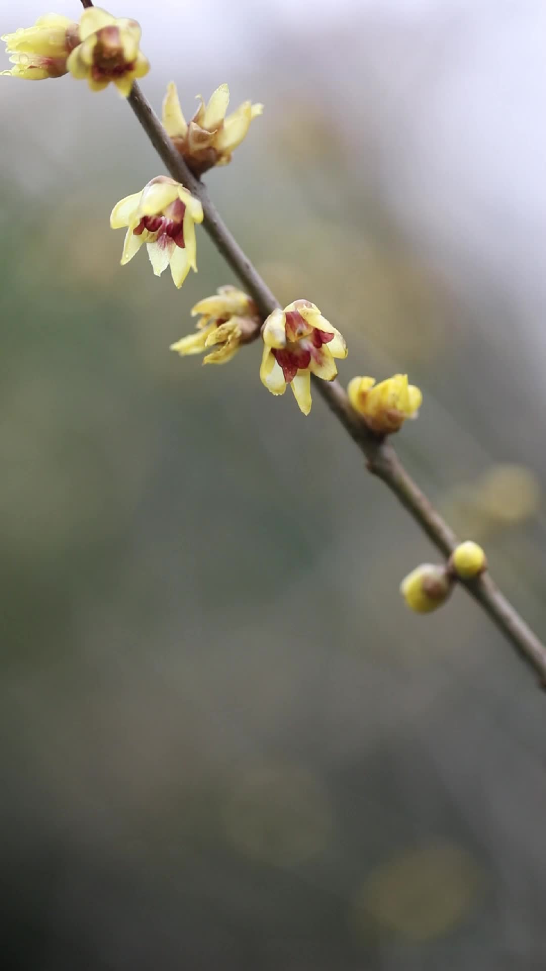 文化中國(guó)行 | 二十四節(jié)氣之立春 春來(lái)萬(wàn)物生，萬(wàn)象皆美好